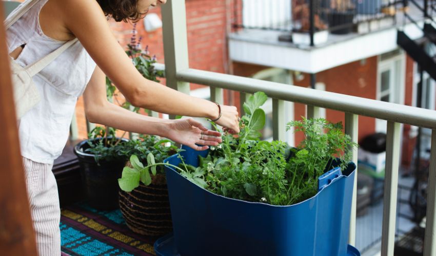 The Ultimate Guide to Hydroponic Systems for Urban Gardeners: Tips and Tricks for Successful Gardening